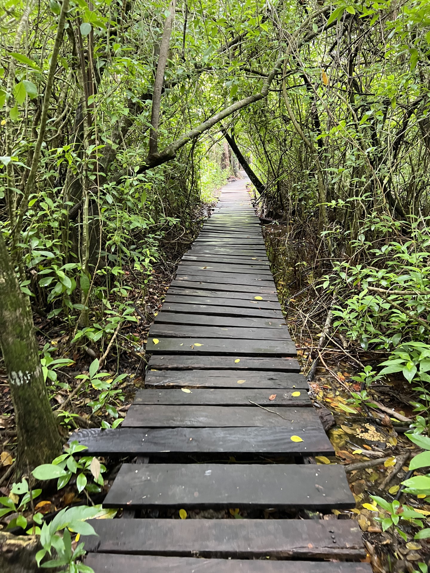 Around Valladolid, an Amazing walk into the tropical forest of Muyil