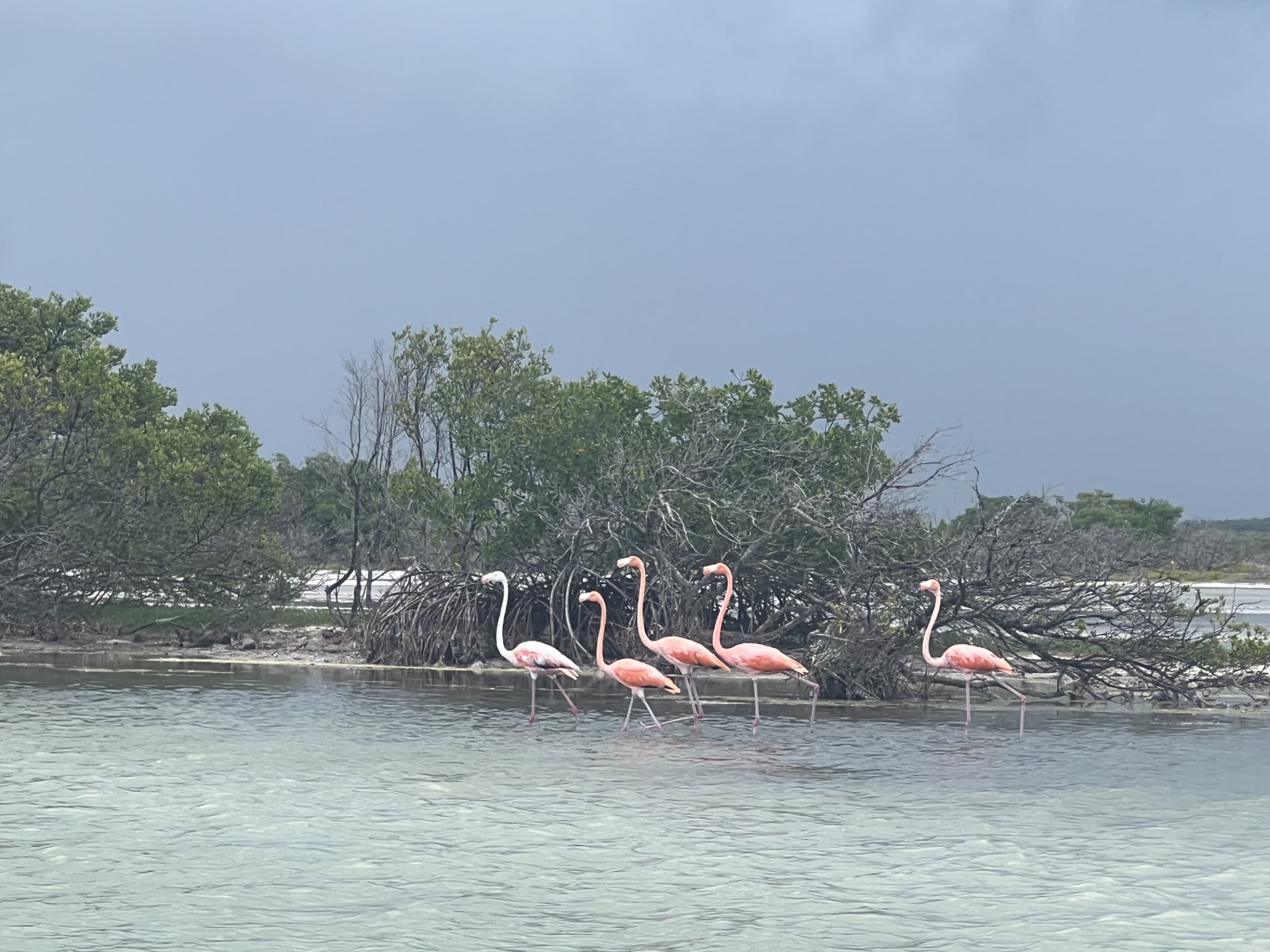 The famous flamingos next to the pink sea