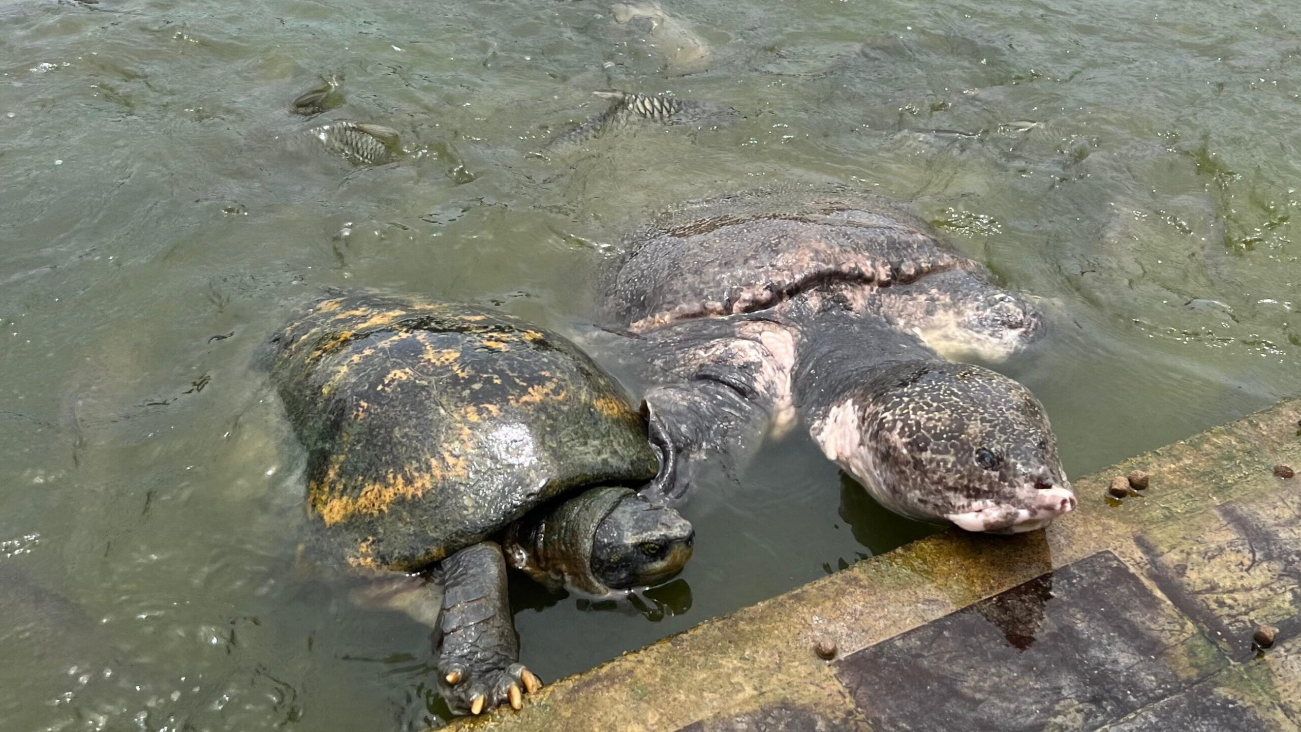 Turtles in Bang Pa-In Royal Palace that you can feed
