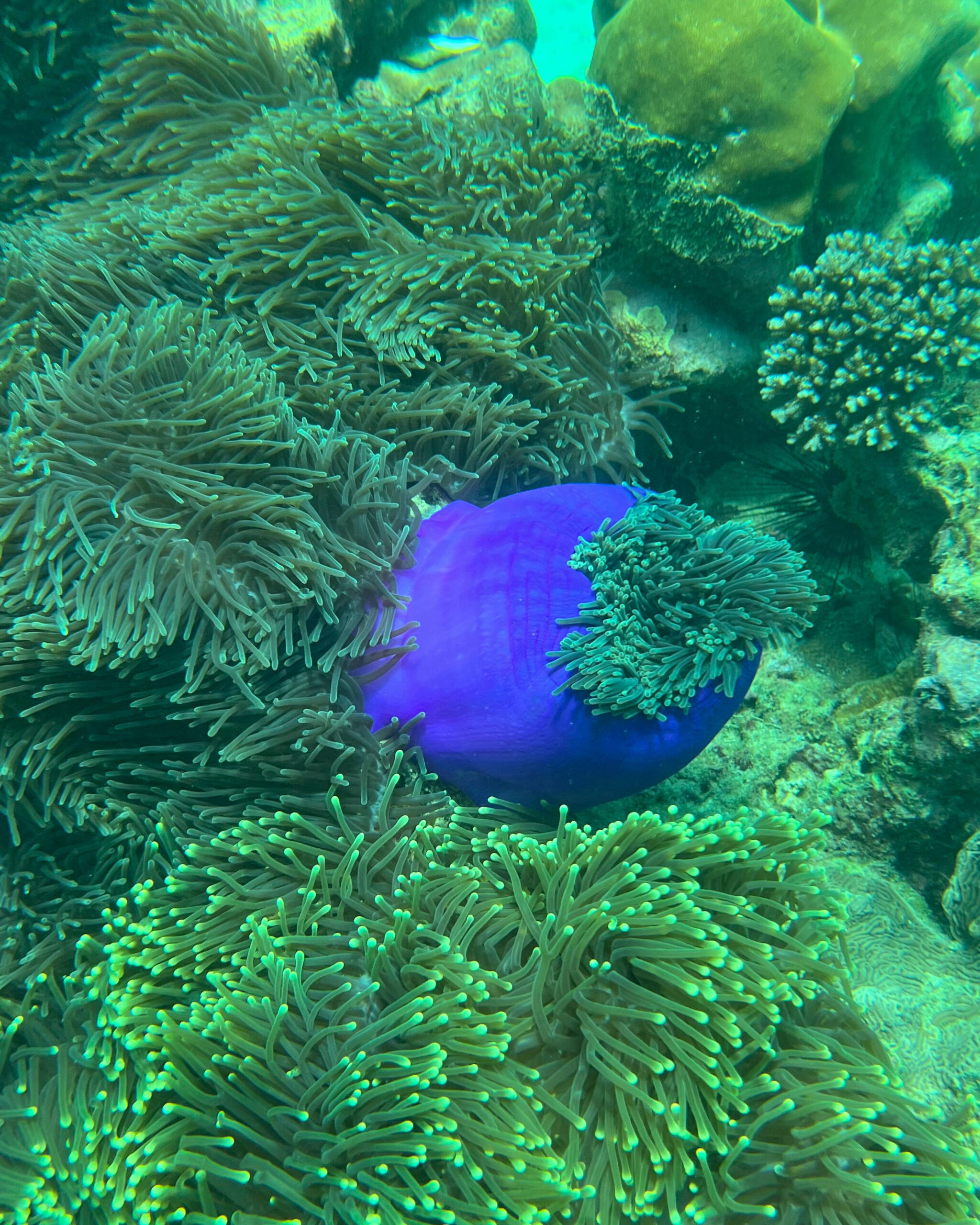 marine life during snorkeling excursion