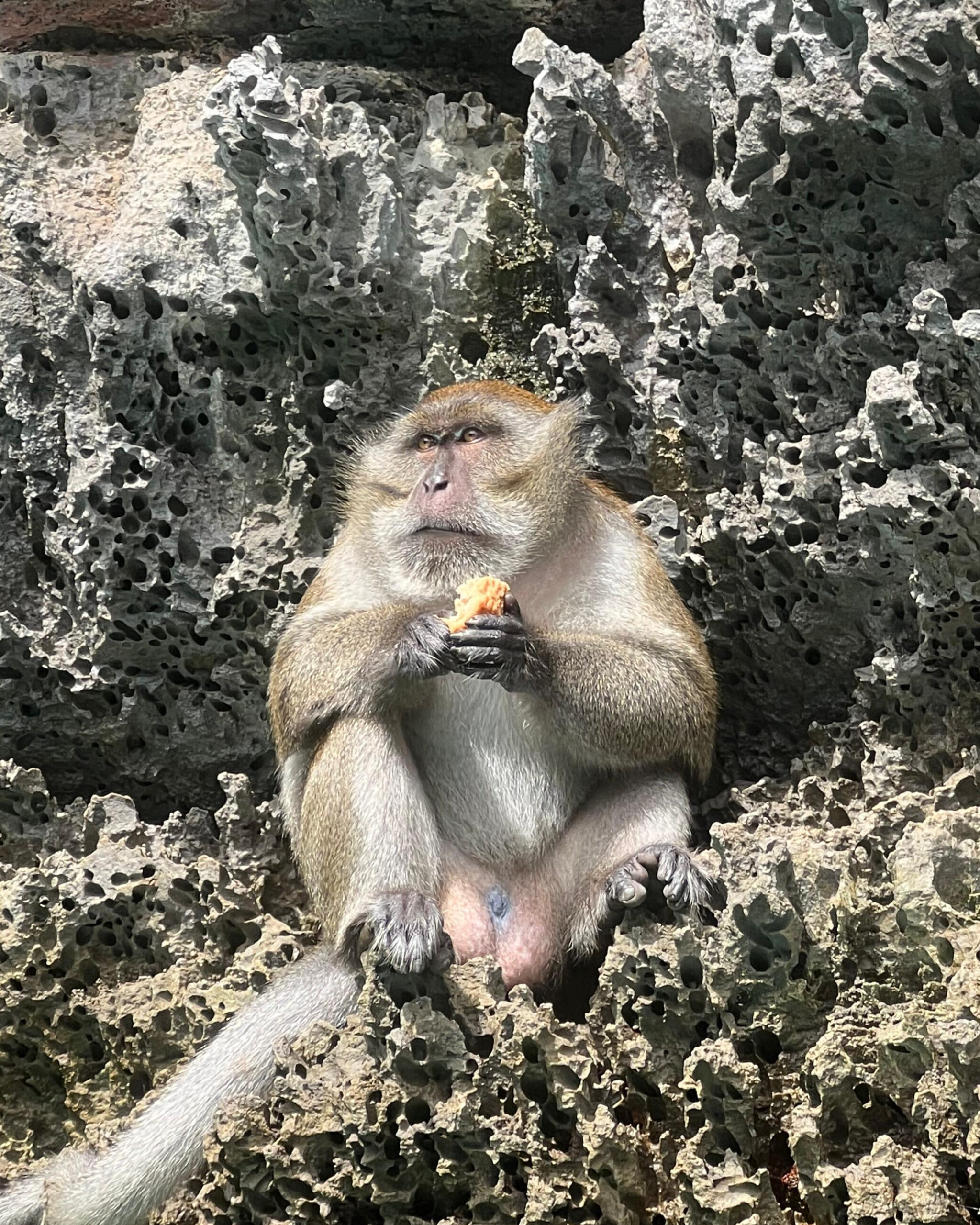 Monkey spotted at Maya Bay during an excursion