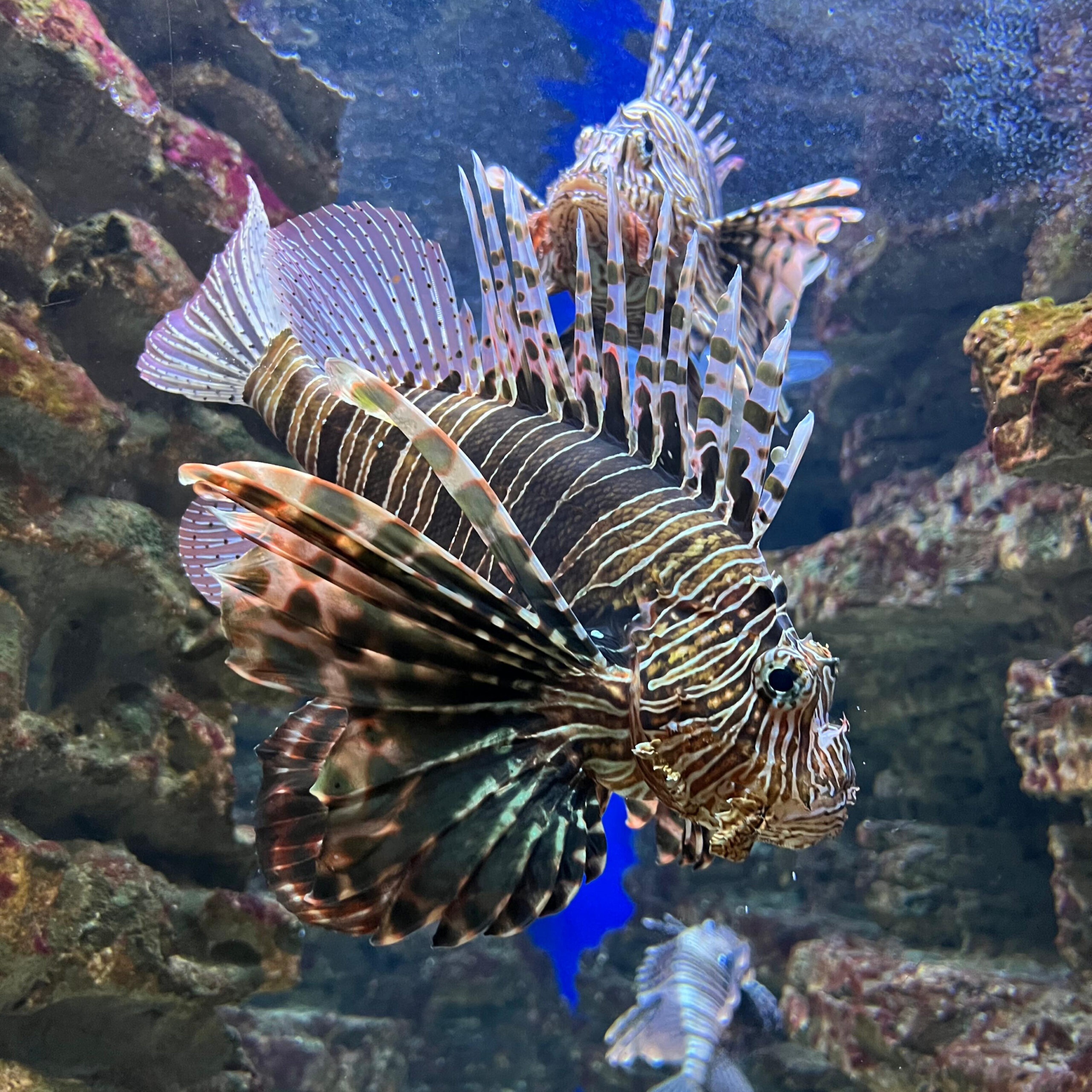 Cretaquarium, located about 15km EST from Heraklion. It’s considered one of the largest and most modern aquariums in Europe!